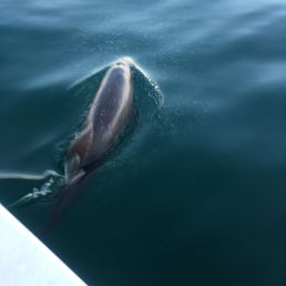 Dolphins swimming
