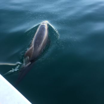 Del Mar Charters - Dolphins swimming - Fishing Near Me - Puerto Peñasco, SON