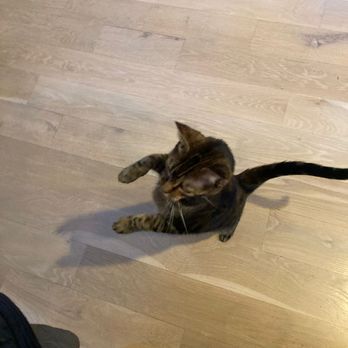 Fur Babies House & Pet Sitting - Dancing with the dog! - House Sitters Near Me Fur Babies House & Pet Sitting - Dancing with the dog! - House Sitters Near Me