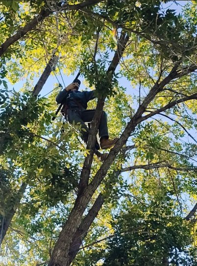 Altitude Tree Service - tree service in Colorado Springs, CO