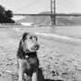 Photo of Dogumentarian