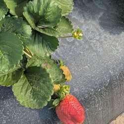 Fresh, ripe strawberry