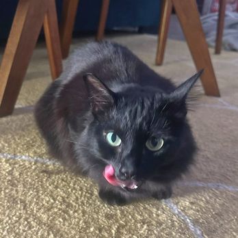 The Comforted Kitty - Pet Sitting Near Me