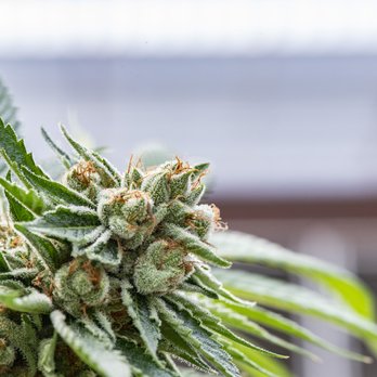 Hawaiian Ethos - Cannabis Clinics Near Me - Kailua-Kona, Hawaii Hawaiian Ethos - Cannabis Clinics Near Me - Kailua-Kona, Hawaii