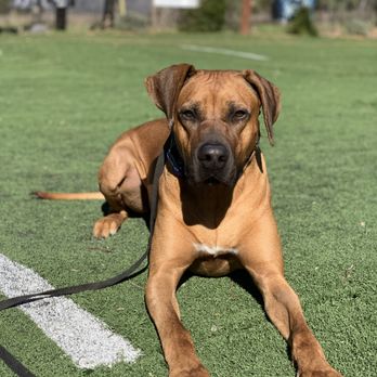 K9 Clarity - Pet Training Near Me K9 Clarity - Pet Training Near Me