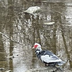 Duck