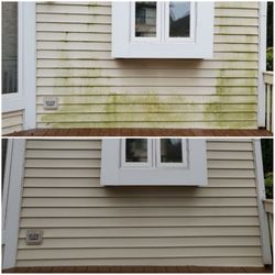 Big Daddy & Sons Power Washing - Removal of algae and other organic growth with the soft wash method