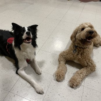 PetSmart - Kirby and his best bud Peanut during their Advanced class with Zee! - Pet Groomers Near Me - Lakewood, Washington PetSmart - Kirby and his best bud Peanut during their Advanced class with Zee! - Pet Groomers Near Me - Lakewood, Washington