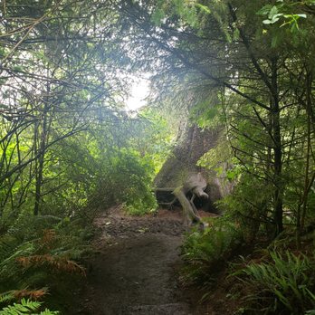 Cape Disappointment State Park - Amazing growth of a tree on our way to Cape Disappointment. - Parks Near Me - Ilwaco, Washington Cape Disappointment State Park - Amazing growth of a tree on our way to Cape Disappointment. - Parks Near Me - Ilwaco, Washington