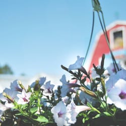 Hanson's Garden Village