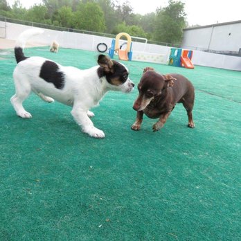 One Lucky Pup - Northlake - Making new friend - Pet Boarding Near Me - Charlotte, North Carolina One Lucky Pup - Northlake - Making new friend - Pet Boarding Near Me - Charlotte, North Carolina