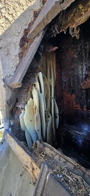 Budget Bee Services on Yelp