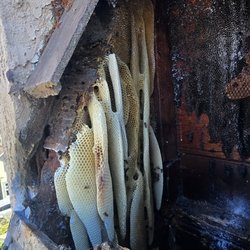 Budget Bee Services - Honey Bee Hive in a roof
Granada Hills, CA