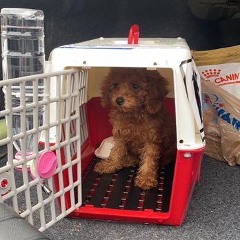 Puppy For Me - First time meeting Toffee Nutt (was Barky) and it was love at first site! - Pet Breeders Near Me