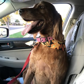 Poochini Pet Grooming - Pet Groomers Near Me - Albuquerque, New Mexico