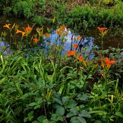 Crystal Palace Park