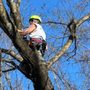 Adams Tree Service