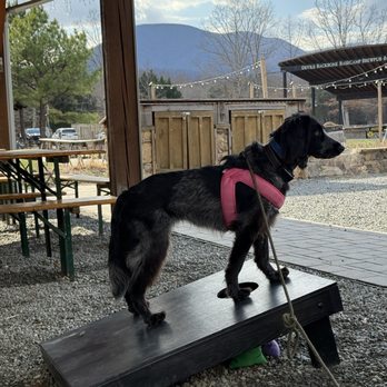 Devils Backbone Brewing Company - Dogs are allowed at devil's backbone brewing and our dog loved it - American Near Me - Roseland, Virginia