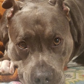 Camp Run-A-Mutt - The only place for me to get my mani pedi - Pet Sitting Near Me - Chula Vista, California Camp Run-A-Mutt - The only place for me to get my mani pedi - Pet Sitting Near Me - Chula Vista, California