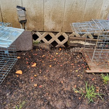 Oregon Pest And Wildlife - Animal traps set - Animal dug under shed - Wildlife Control Near Me Oregon Pest And Wildlife - Animal traps set - Animal dug under shed - Wildlife Control Near Me