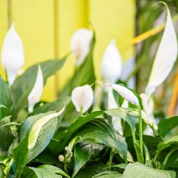 SummerWinds Nursery - West Bell - Peace Lilies in bloom.