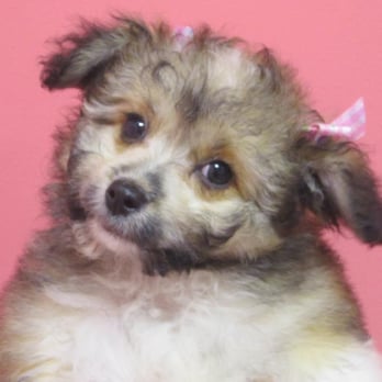Furry Babies Rockford - Puppies - Pet Breeders Near Me - Rockford, Illinois
