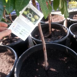 Champa Nursery - Longan tree - cant wait til it bears fruit!!