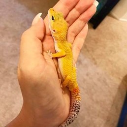 Tangerine Leopard Gecko Tangerine Leopard Gecko