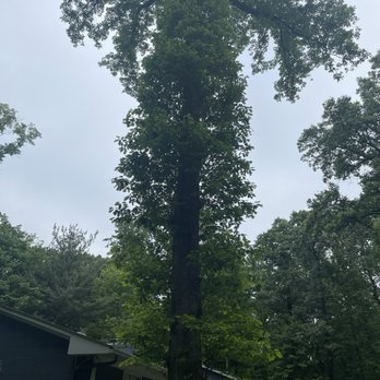 Lopez Tree Services - Just before they arrived. Mature oak too close to the house and leaning. - Tree Services Near Me - Alexandria, Virginia Lopez Tree Services - Just before they arrived. Mature oak too close to the house and leaning. - Tree Services Near Me - Alexandria, Virginia
