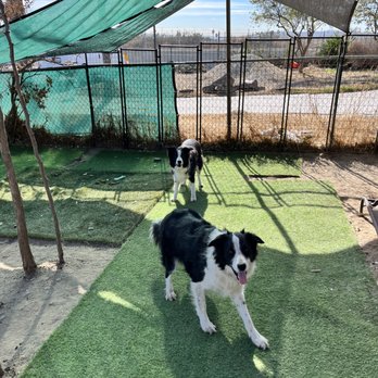 Kruse'nK9s - Pet Sitting Near Me
