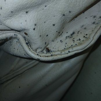 Nextgen Pest Solutions - Black spots on furniture? It could be bed bugs. Call Nextgen Pest Solutions for expert inspection and proven heat treatment. - Pest Control Near Me - Suwanee, Georgia Nextgen Pest Solutions - Black spots on furniture? It could be bed bugs. Call Nextgen Pest Solutions for expert inspection and proven heat treatment. - Pest Control Near Me - Suwanee, Georgia