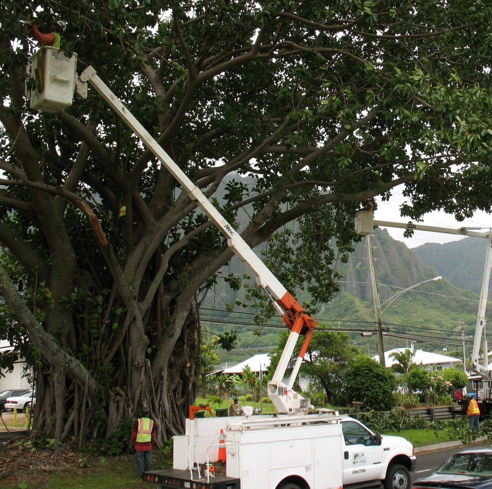 Imua Landscaping - tree service in Pearl City, HI