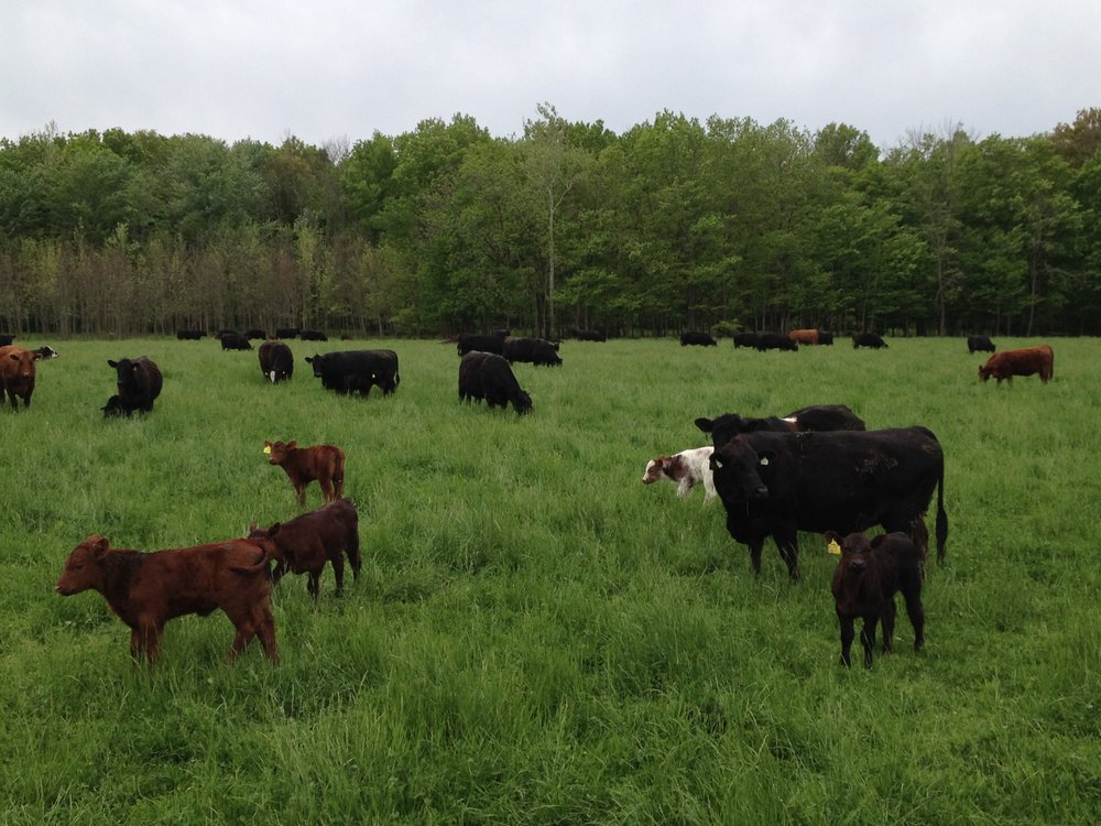 KAMINSKI FARMS MEAT Updated October 2024 16682 Schwark Rd, Three Oaks, Michigan Meat Shops