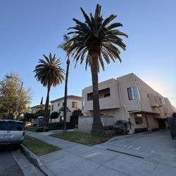 Miguel's Gardening Service - Front lawn and palm trees