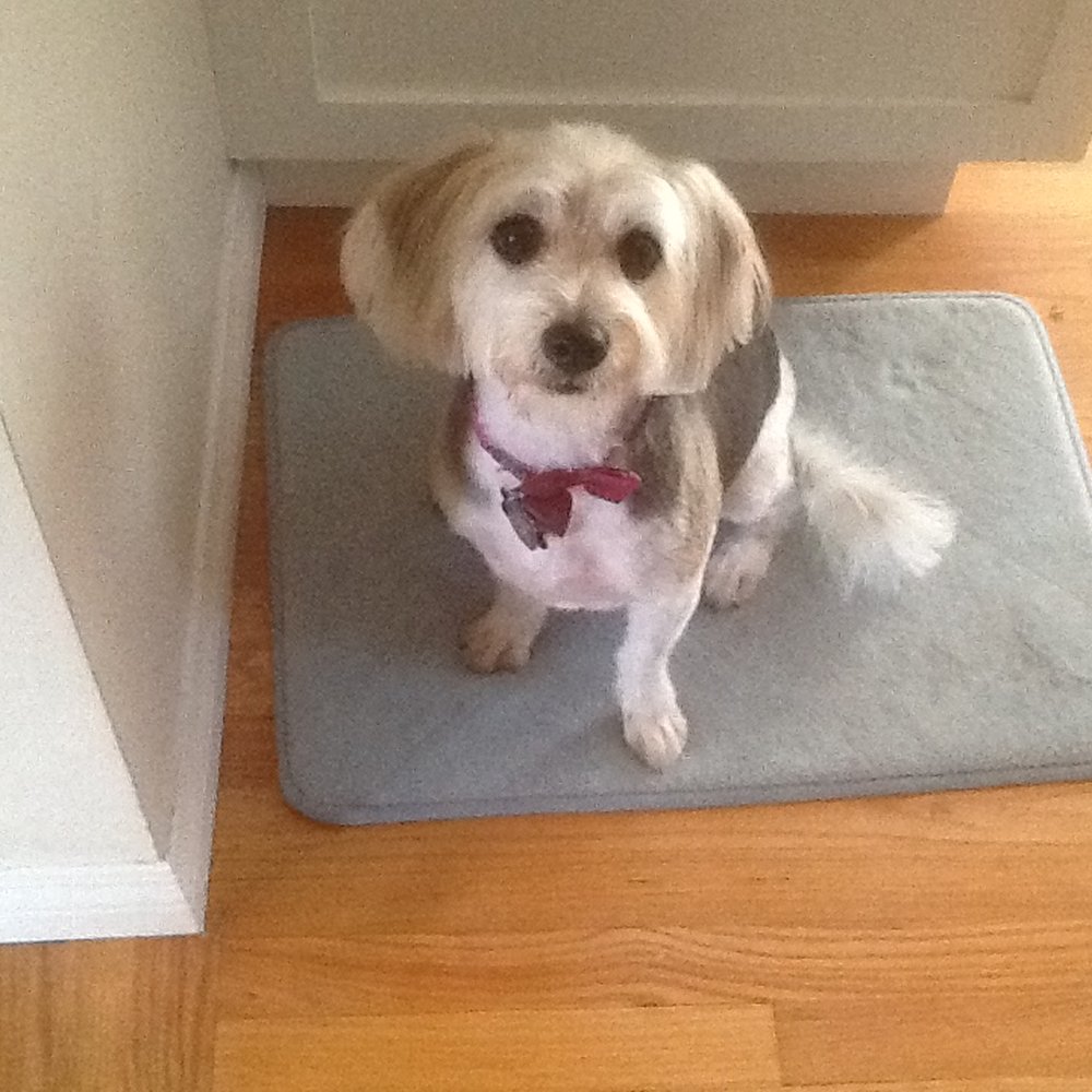 Pooch Pride Grooming - this is her first short/ summer cut, she sure looks cute and will stay cooler now in the heat we are having! ❤️🐾 - Pet Groomers Near Me - Torrance, California