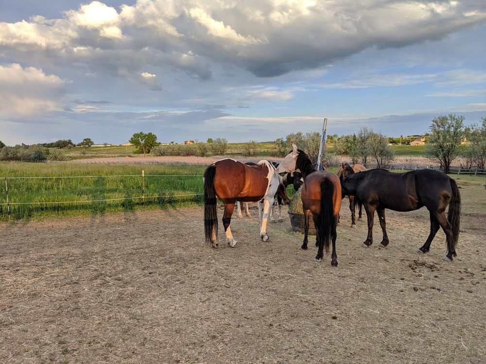 Wildsong Ranch - grief counselor in Longmont, CO