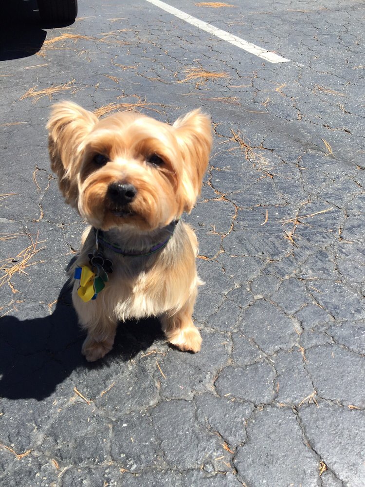 SPA PAWS HOTEL 31 Photos & 51 Reviews Pet Groomers 251 Carroll St