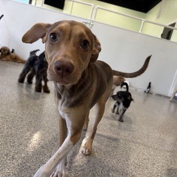 Planet Pooch - Dog at day care - Pet Groomers Near Me - Franklin Square, New York