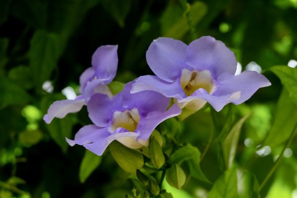 Port St. Lucie Botanical Gardens by null