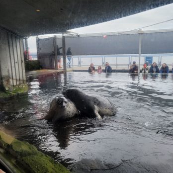 Seattle Aquarium - Harbour seals - Aquariums Near Me - Seattle, Washington Seattle Aquarium - Harbour seals - Aquariums Near Me - Seattle, Washington