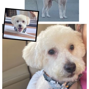 Max’s Happy Paws Grooming - New hair cut - Pet Groomers Near Me - Alhambra, California Max’s Happy Paws Grooming - New hair cut - Pet Groomers Near Me - Alhambra, California
