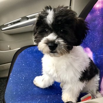 pretty pups mobile pet grooming