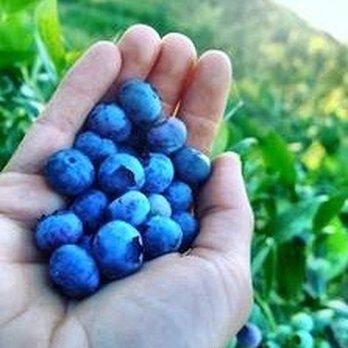 Blueberry Mountain Farm - Pick Your Own Farms Near Me - Sayre, Pennsylvania Blueberry Mountain Farm - Pick Your Own Farms Near Me - Sayre, Pennsylvania