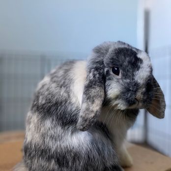 Veterinary Emergency Group - Sprout - Emergency Pet Hospital Near Me - San Ramon, California