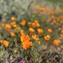 Photo of Walker Canyon Ecological Reserve