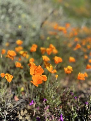 Walker Canyon by null