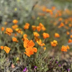 Walker Canyon Ecological Reserve - beautiful flowers