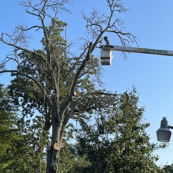 A. Gurrola Tree Service - Tree Services Near Me