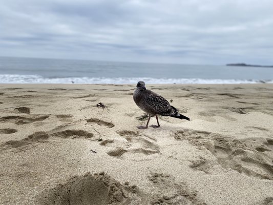 Dunes Beach by null