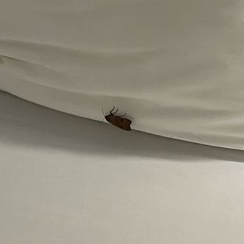 Kalispell Grand Hotel - Moth in sheets. Discovered upon pulling back sheets - Hotels Near Me - Kalispell, Montana
